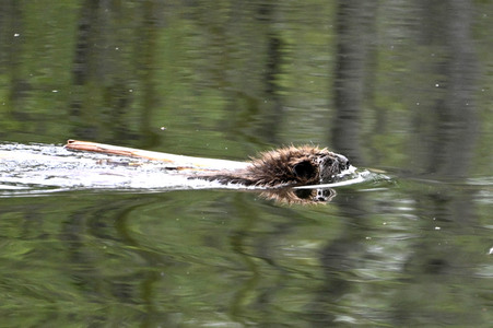 Biber im Werbellinkanal in Barnim