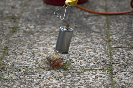 Symbolfoto Unkraut entfernen