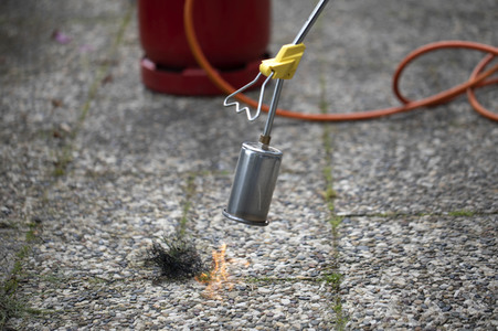 Symbolfoto Unkraut entfernen