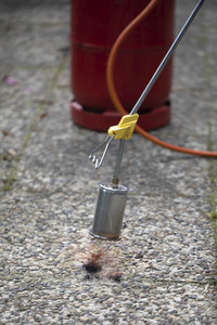 Symbolfoto Unkraut entfernen