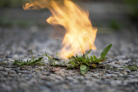 Symbolfoto Unkraut entfernen