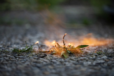 Symbolfoto Unkraut entfernen