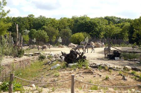 Eröffnung der Afrikanischen Savannenlandschaft im Tierpark Berlin
