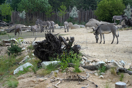 Eröffnung der Afrikanischen Savannenlandschaft im Tierpark Berlin