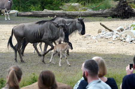 Eröffnung der Afrikanischen Savannenlandschaft im Tierpark Berlin