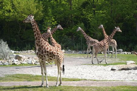 Eröffnung der Afrikanischen Savannenlandschaft im Tierpark Berlin