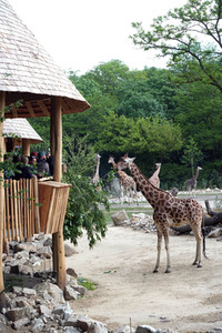 Eröffnung der Afrikanischen Savannenlandschaft im Tierpark Berlin