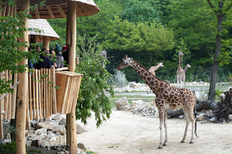 Eröffnung der Afrikanischen Savannenlandschaft im Tierpark Berlin