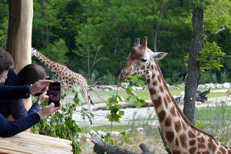 Eröffnung der Afrikanischen Savannenlandschaft im Tierpark Berlin
