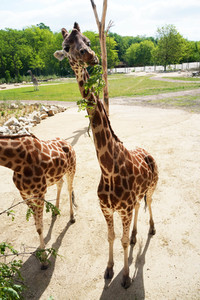 Eröffnung der Afrikanischen Savannenlandschaft im Tierpark Berlin