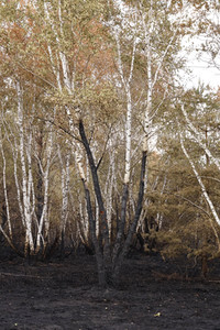 Waldbrand in Jüterbog