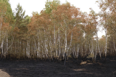 Waldbrand in Jüterbog