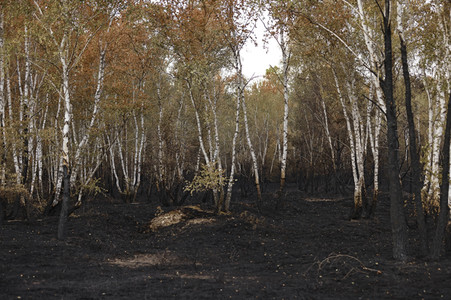 Waldbrand in Jüterbog