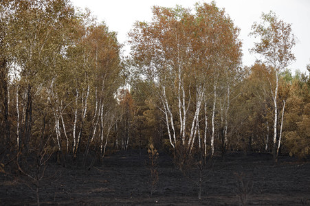 Waldbrand in Jüterbog