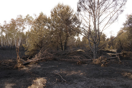 Waldbrand in Jüterbog