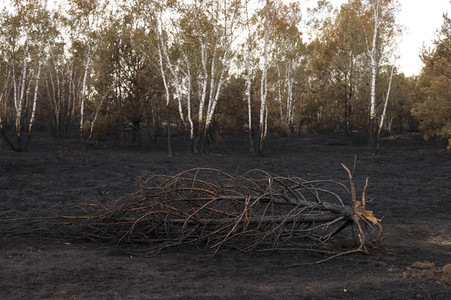 Waldbrand in Jüterbog