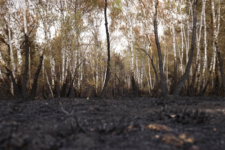 Waldbrand in Jüterbog