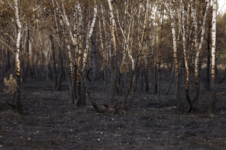 Waldbrand in Jüterbog