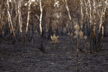 Waldbrand in Jüterbog