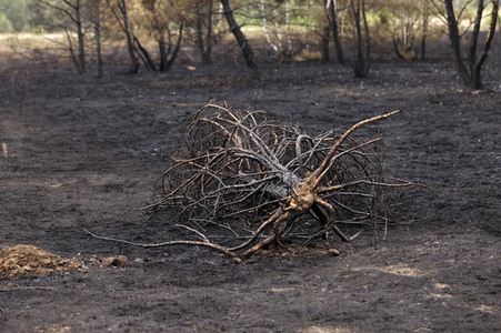 Waldbrand in Jüterbog