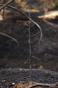 Waldbrand in Jüterbog