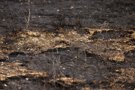 Waldbrand in Jüterbog