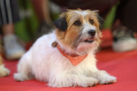 Filmpremiere 'Lassie - Ein neues Abenteuer' in Köln