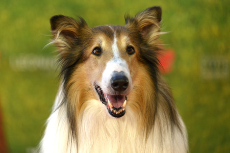 Filmpremiere 'Lassie - Ein neues Abenteuer' in Köln