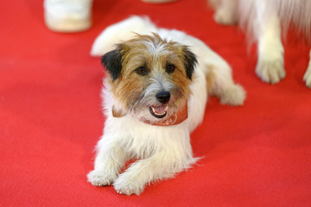 Filmpremiere 'Lassie - Ein neues Abenteuer' in Köln