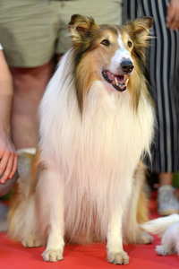 Filmpremiere 'Lassie - Ein neues Abenteuer' in Köln