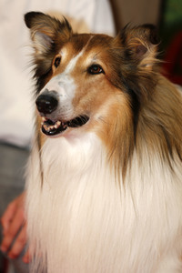 Filmpremiere 'Lassie - Ein neues Abenteuer' in Köln