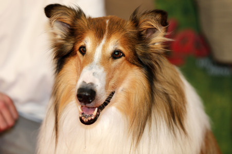 Filmpremiere 'Lassie - Ein neues Abenteuer' in Köln
