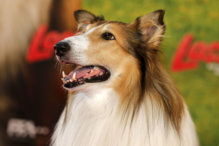 Filmpremiere 'Lassie - Ein neues Abenteuer' in Köln