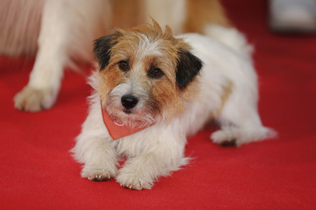 Filmpremiere 'Lassie - Ein neues Abenteuer' in Köln