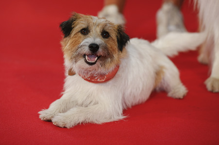 Filmpremiere 'Lassie - Ein neues Abenteuer' in Köln