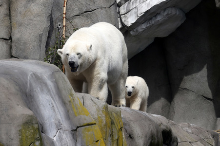 Eisbären-Taufe in Hamburg