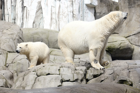 Eisbären-Taufe in Hamburg