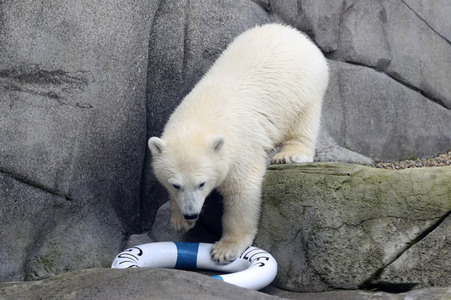 Eisbären-Taufe in Hamburg