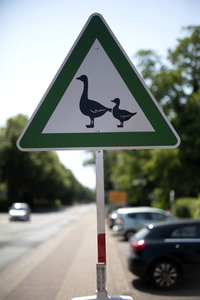Symbolfoto 'Achtung Enten'