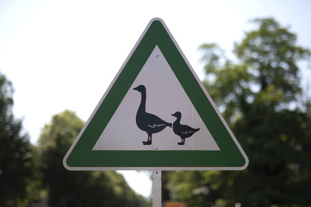 Symbolfoto 'Achtung Enten'