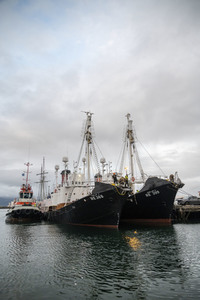 Walfänger in Reykjavik