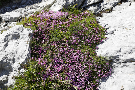 Auf dem Berg Säntis an der Schwägalp