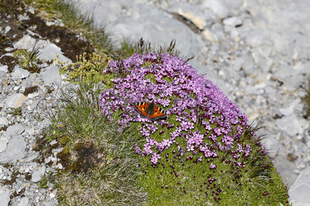 Auf dem Berg Säntis an der Schwägalp