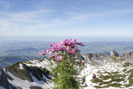 Auf dem Berg Säntis an der Schwägalp