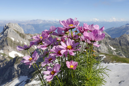 Auf dem Berg Säntis an der Schwägalp