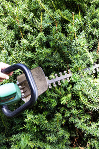 Symbolfoto Hecke schneiden