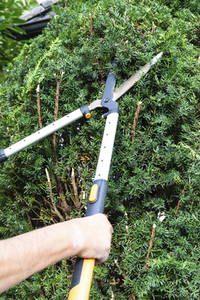 Symbolfoto Hecke schneiden