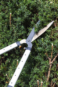 Symbolfoto Hecke schneiden