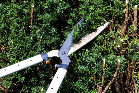 Symbolfoto Hecke schneiden