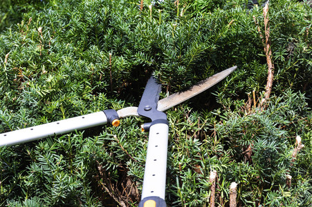 Symbolfoto Hecke schneiden